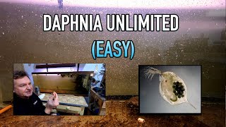 How I Raise Daphnia Water Fleas And You Can Too [upl. by Samul]