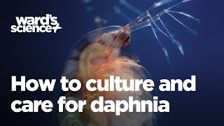 Caring and Culturing for Daphnia [upl. by Onairotciv255]