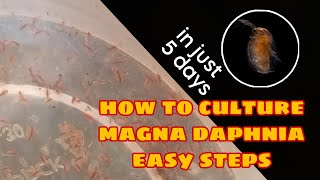 How to Culture Magna Daphnia Easily [upl. by Arraeic]