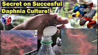 How to Culture Daphnia Successfully [upl. by Taryne379]