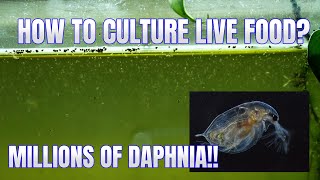 How to Culture Daphnia Secret Method to Breed MILLIONS  Simply Aquatic [upl. by Refotsirhc]