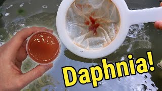 How I Culture Daphnia In Outdoor Tubs [upl. by Schell]