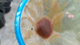 How to culture daphnia moina in a small container Part 1 English Subtitle [upl. by Ahsikam572]