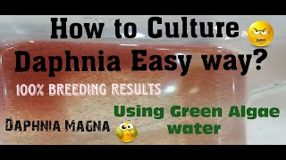 Daphnia MagnaHow to Culture Daphnia Easy wayCulturing Daphnia using Green water Daphnia [upl. by Gloria]