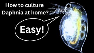 BEST Live Fish Food Beginner guide How to Culture Daphnia at home [upl. by Oleta]