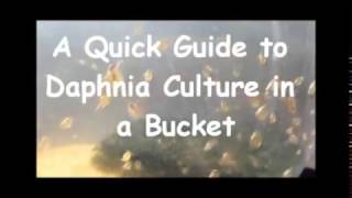 How to culture daphnia outside [upl. by Cottrell]