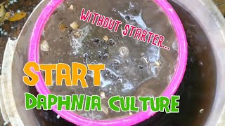 How to culture daphnia moina the easy way 1  Starting the Daphnia culture [upl. by Josy]