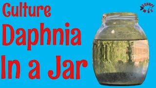 How to Culture Daphnia in a Jar [upl. by Magnien]