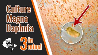 How to culture DAPHNIA MAGNA  The easy way [upl. by Otreblada]