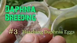 Daphnia Culture made simple and easy 3  Hatching Daphnia eggs [upl. by Ainaj]