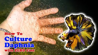 How to Culture Daphnia with ZERO Cost  Unlimited Live Food For Our Fish [upl. by Garreth]