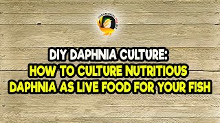 DIY Daphnia Culture How to Culture Nutritious Daphnia as Live Food for Your Fish [upl. by Phonsa]