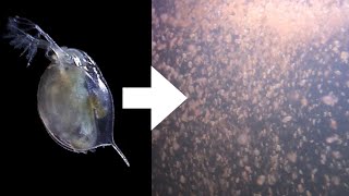 How I Culture Daphnia [upl. by Novyat]