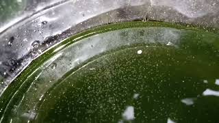 DAPHNIA MOINA CULTURE IN A SMALL BUCKET [upl. by Esirrehc]