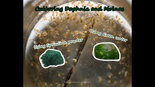 How To Culture Daphnia and Moinas using Green Water Spirulina powder [upl. by Haymo]