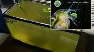 Raising Daphnia for the Freshwater Aquarium [upl. by Nahtaneoj]