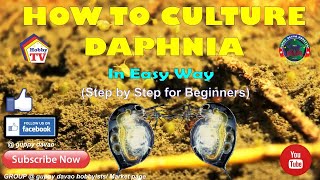 HOW TO CULTURE DAPHNIA In Easy Way [upl. by Caruso945]